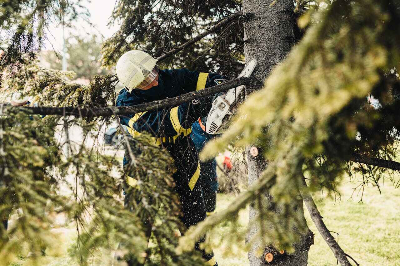 The Steps Involved in Our Tree Care Process in Southport, NC